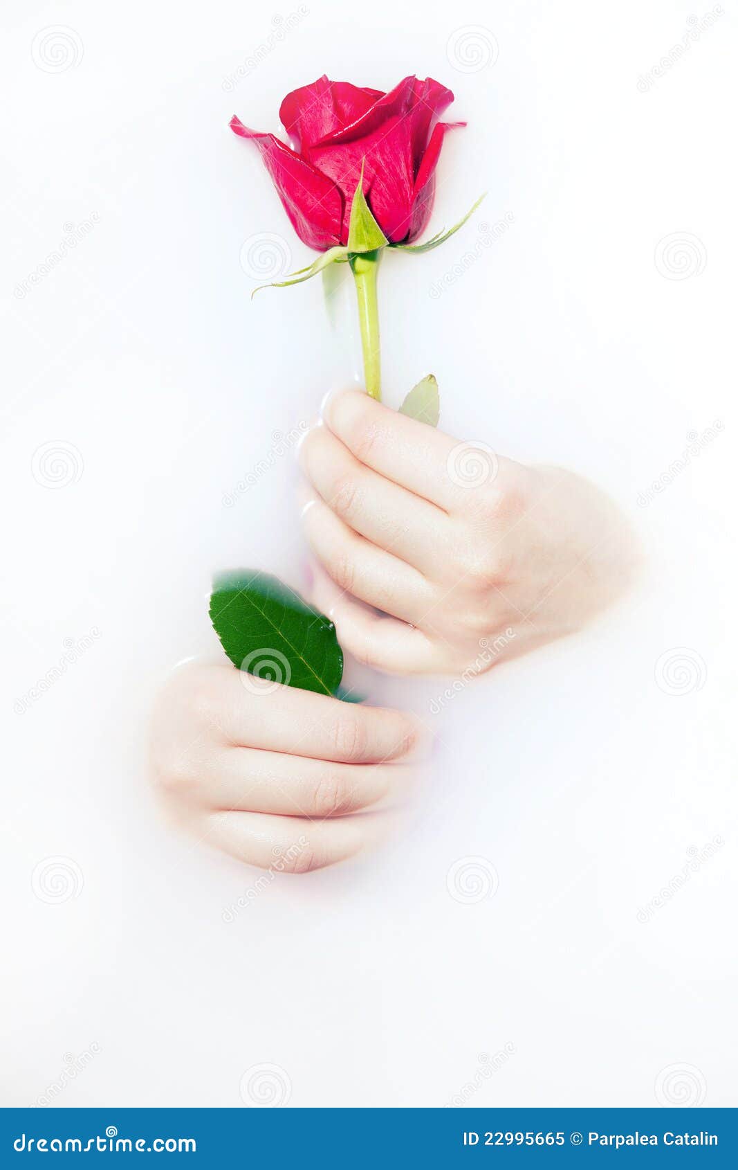 Rose protect stock image. Image of water, plant, body 22995665