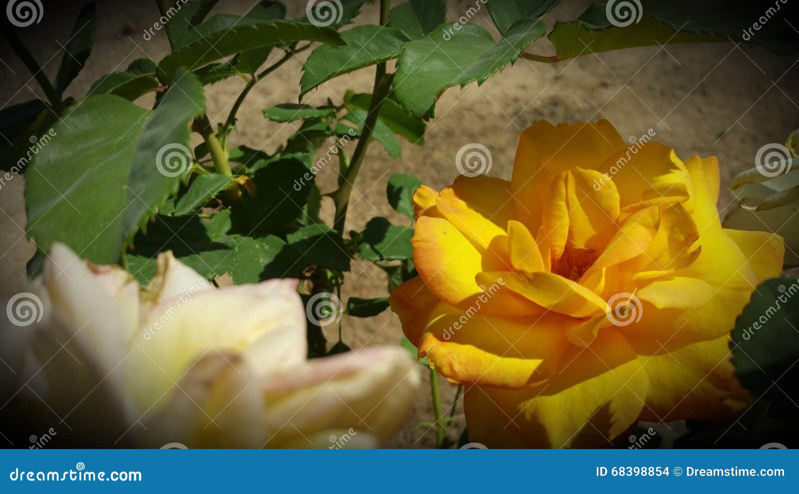 Rose editorial stock image. Image of wildflower, sunlight 68398854