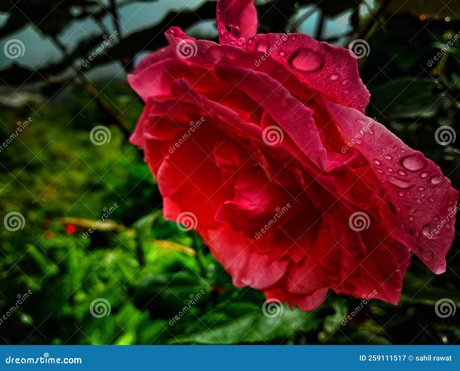Rose after raining stock image. Image of flower, tulip 259111517