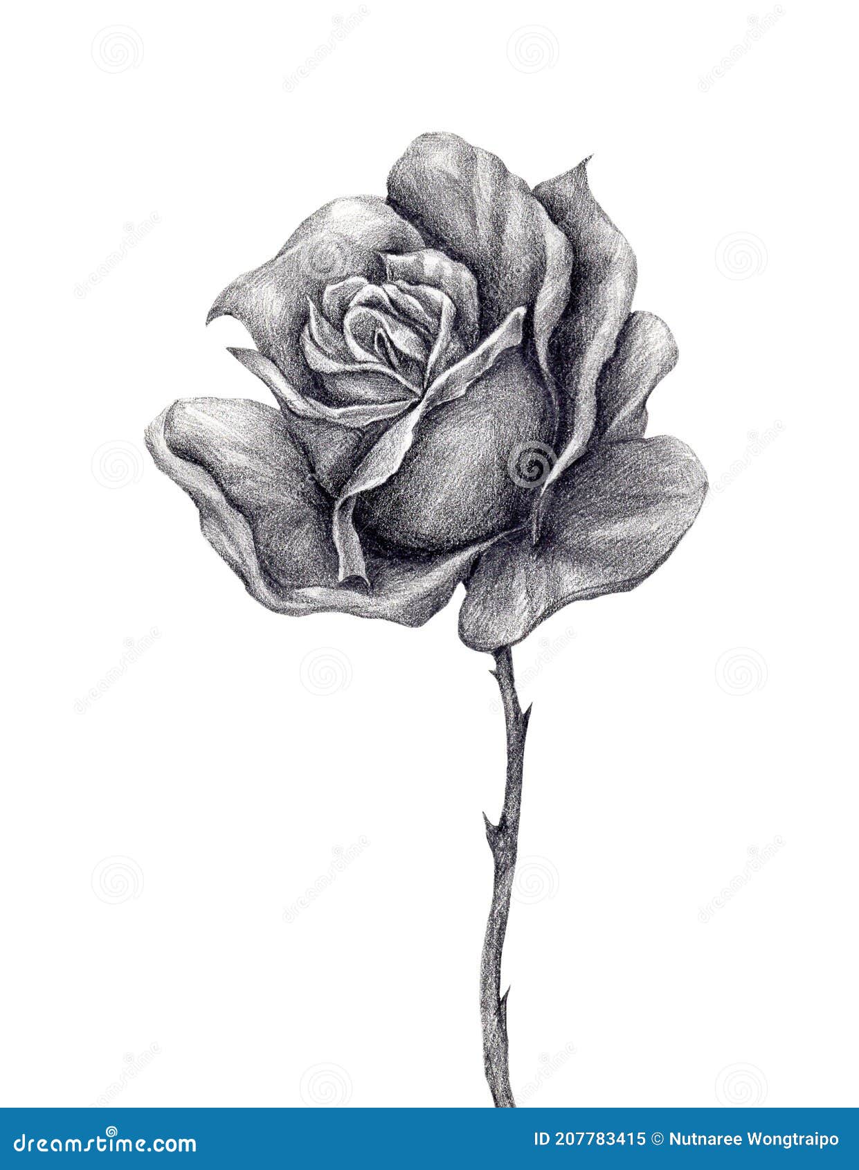 A little help drawing a realistic rose drawingtips realisticdrawin   How To Draw A Rose  TikTok
