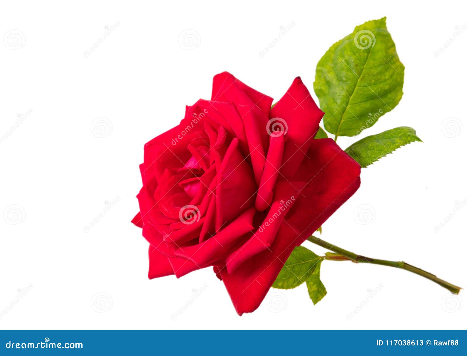 Rose Red Flower and Green Leaves Stem Isolated on White Background ...