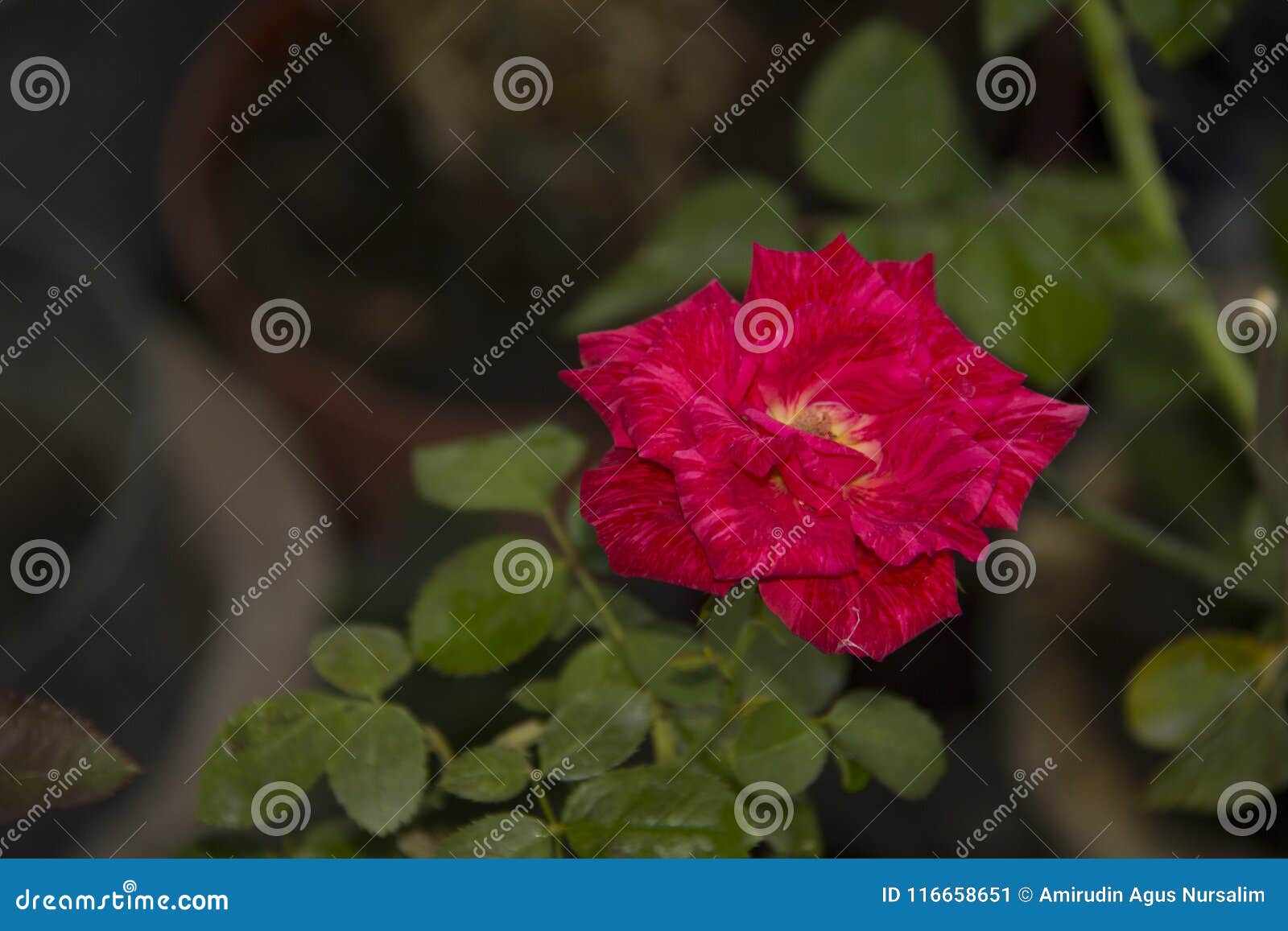 A Rose Red Flower Roses The Beauty Of The Rose Stock Image