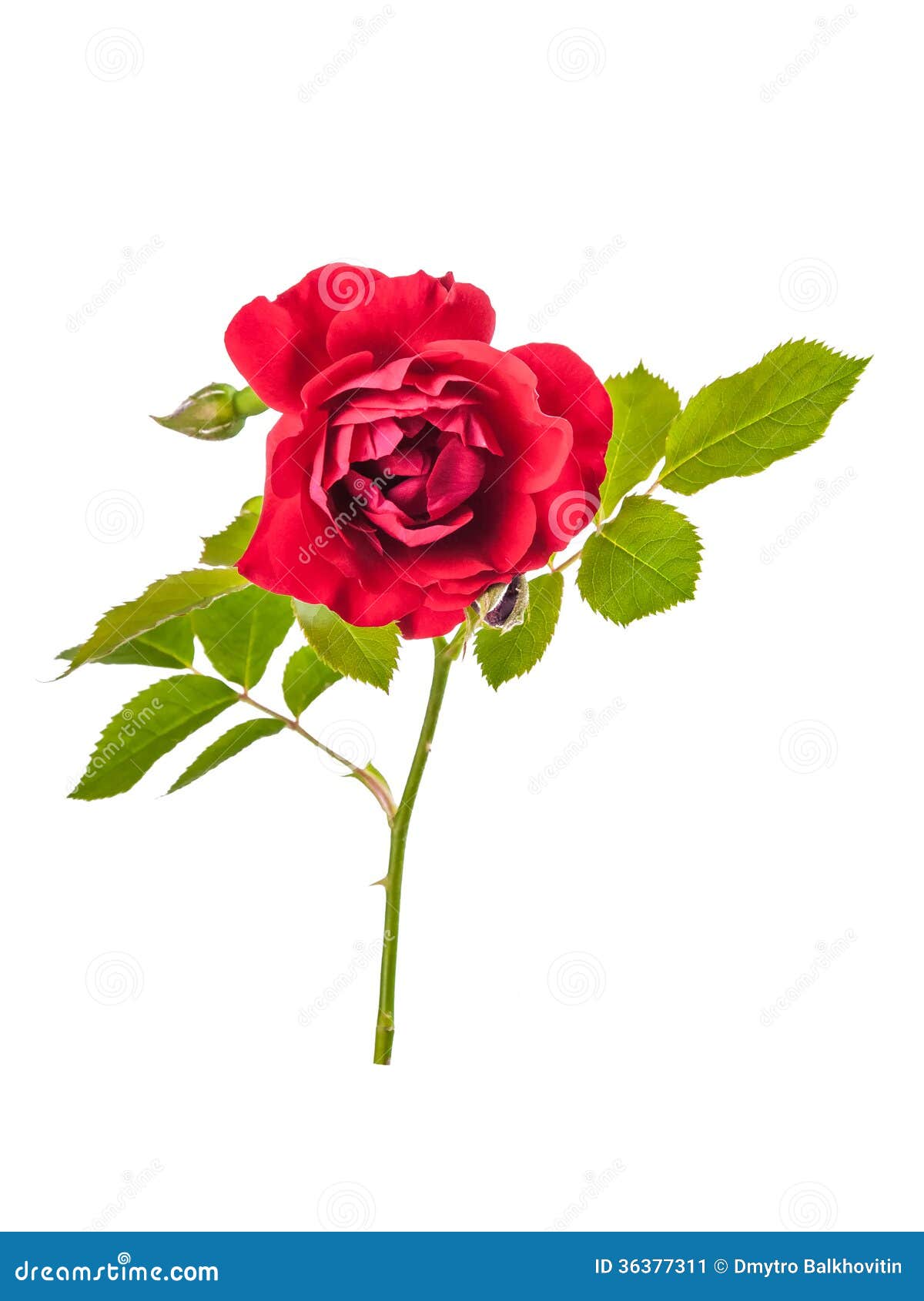 Rose red flowers stock image. Image of color, focus, fragility - 36377311