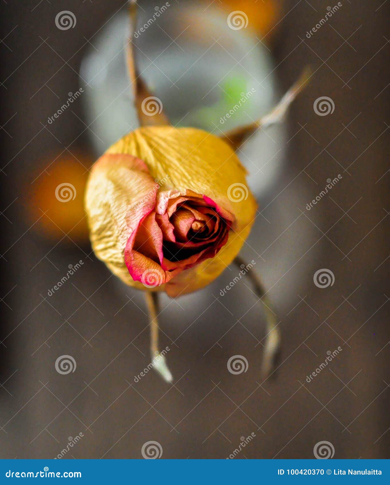 Rose stock photo. Image of color, roses, rose, view 100420370