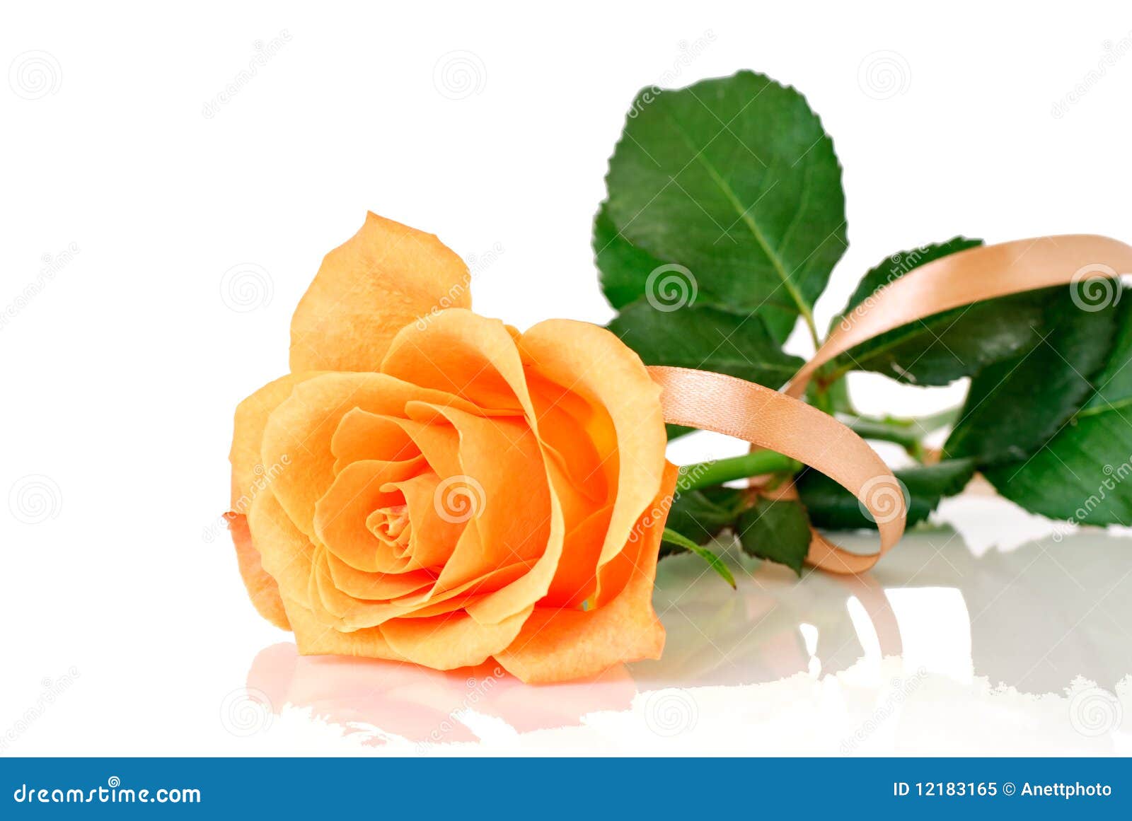 Rose with ribbon stock image. Image of floral, light 12183165