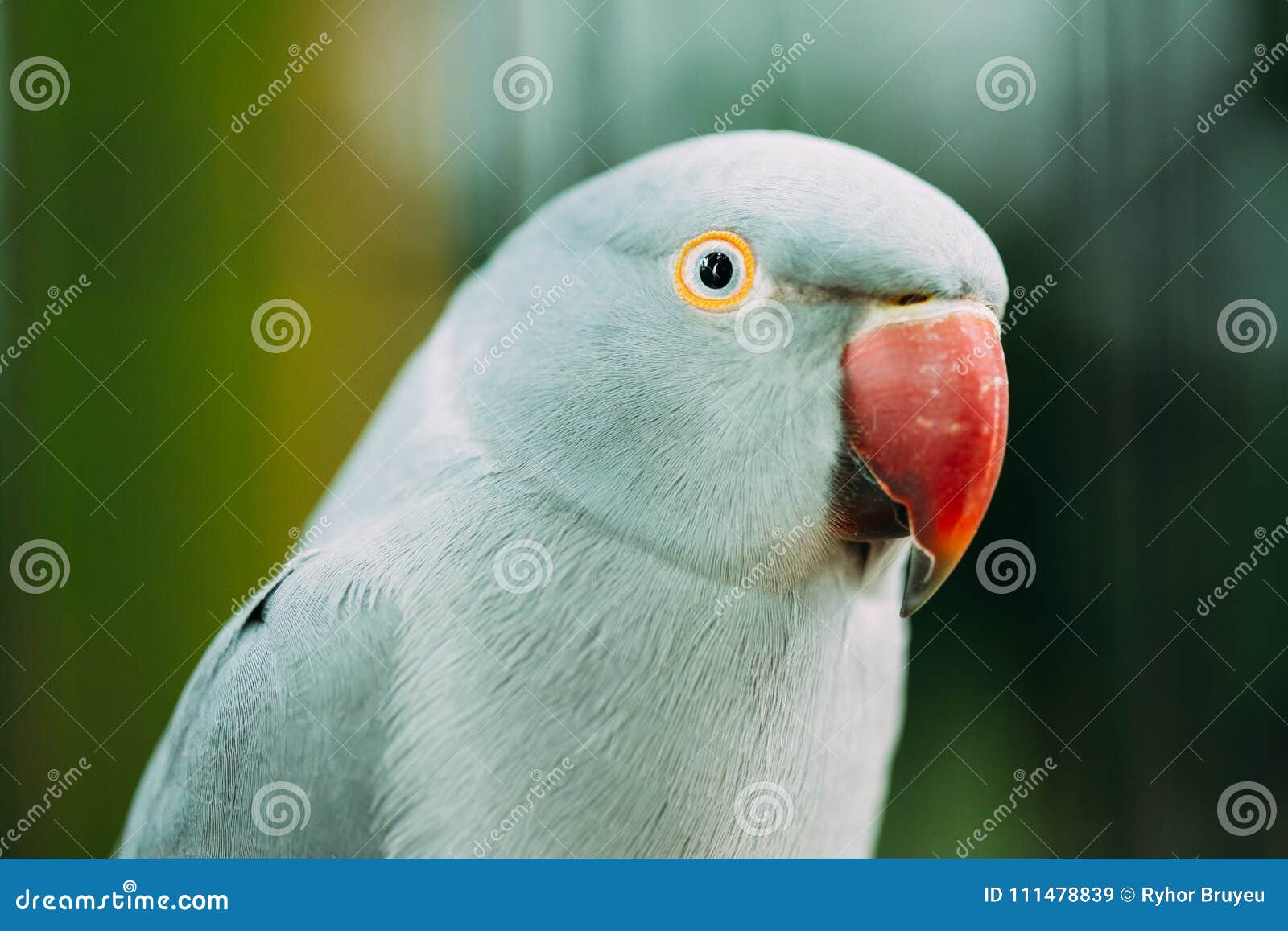 Yellow Ring-necked Parakeet