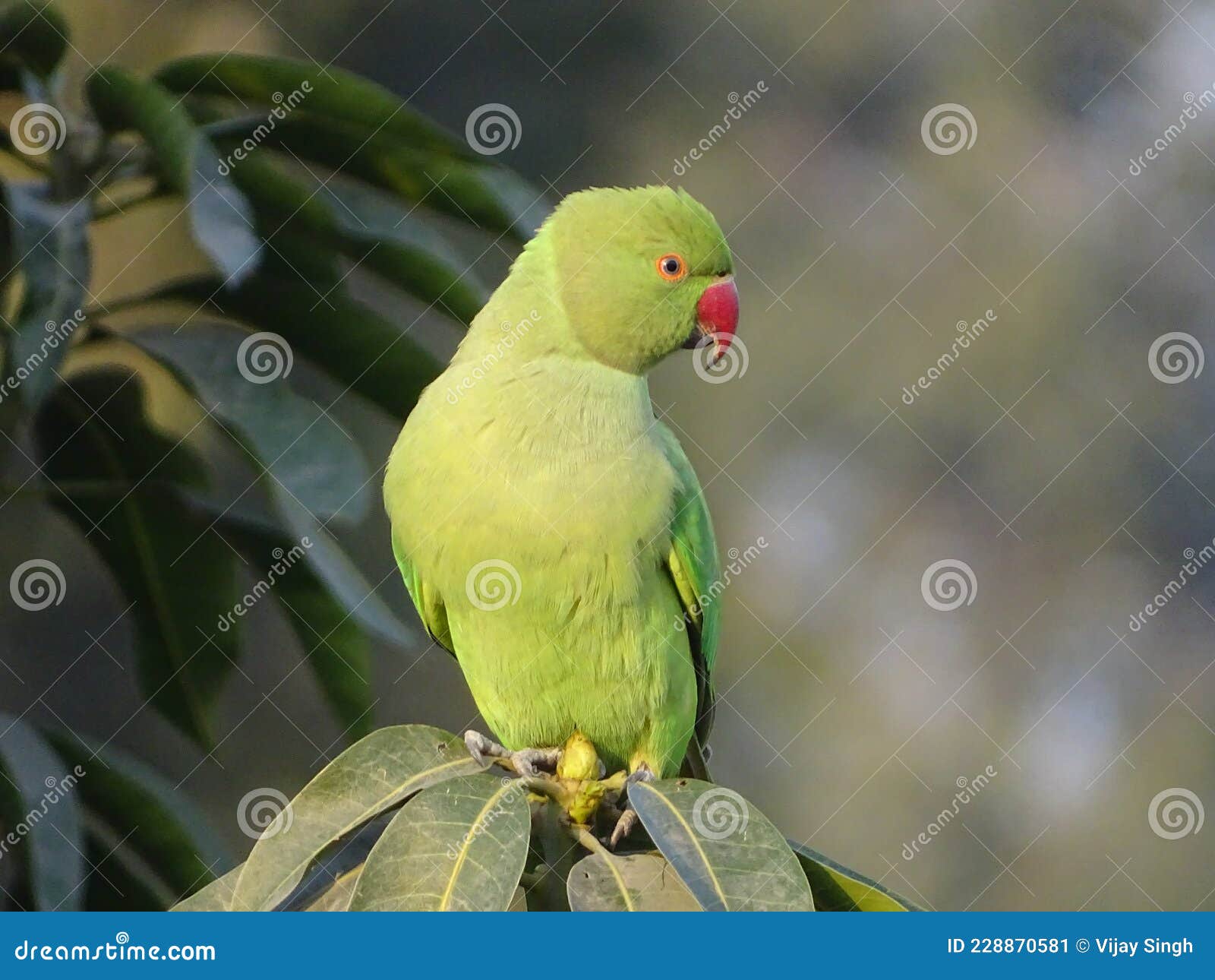 Rose-ringed Parakeet (Psittacula krameri) | Birds of Gujarat Online