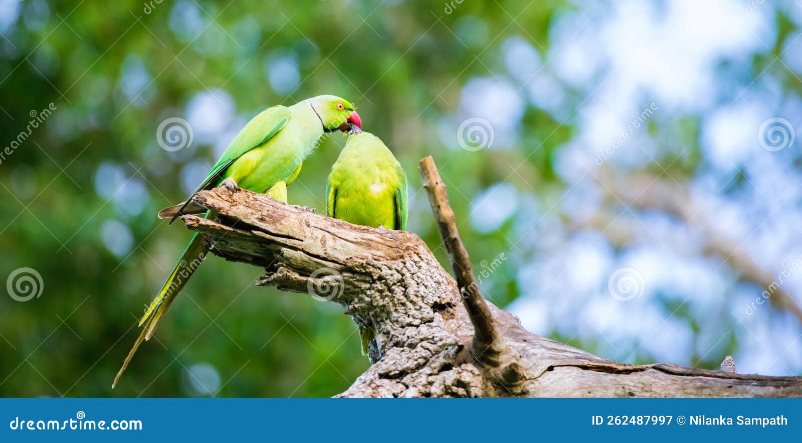 Rose-ringed Parakeet : r/wildlifephotography