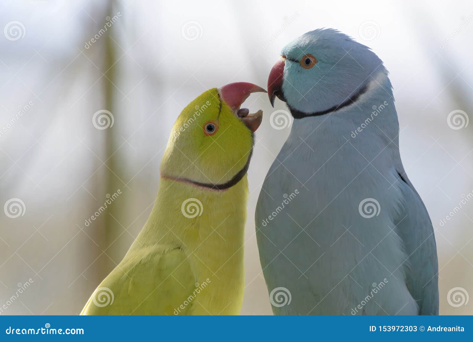 rose ringed parakeet pair courtship rose ringed parakeet psittacula krameri couple courting birds eden parc south africa 153972303