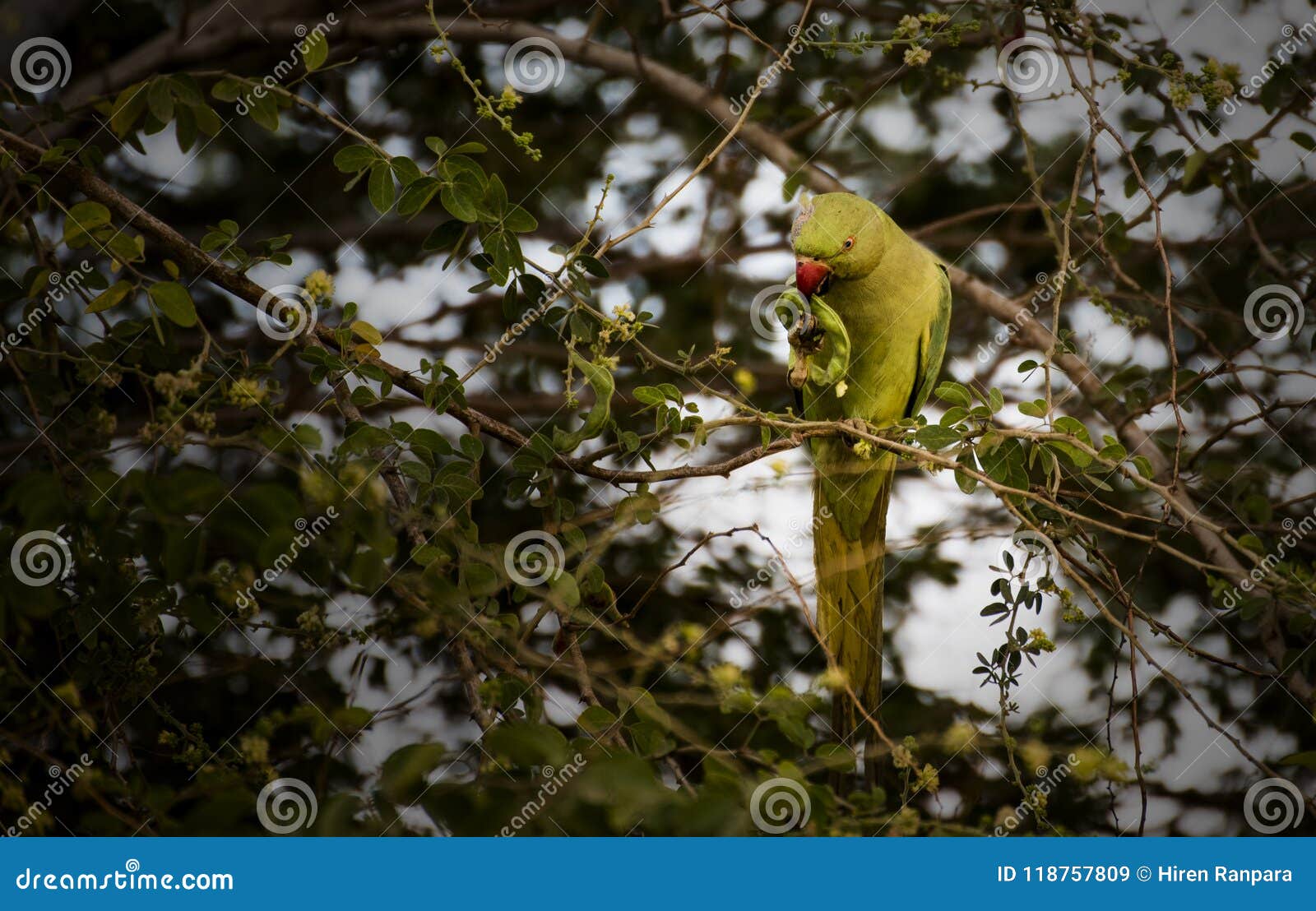 The African Parakeets Ruling Britannia - Forbes Africa