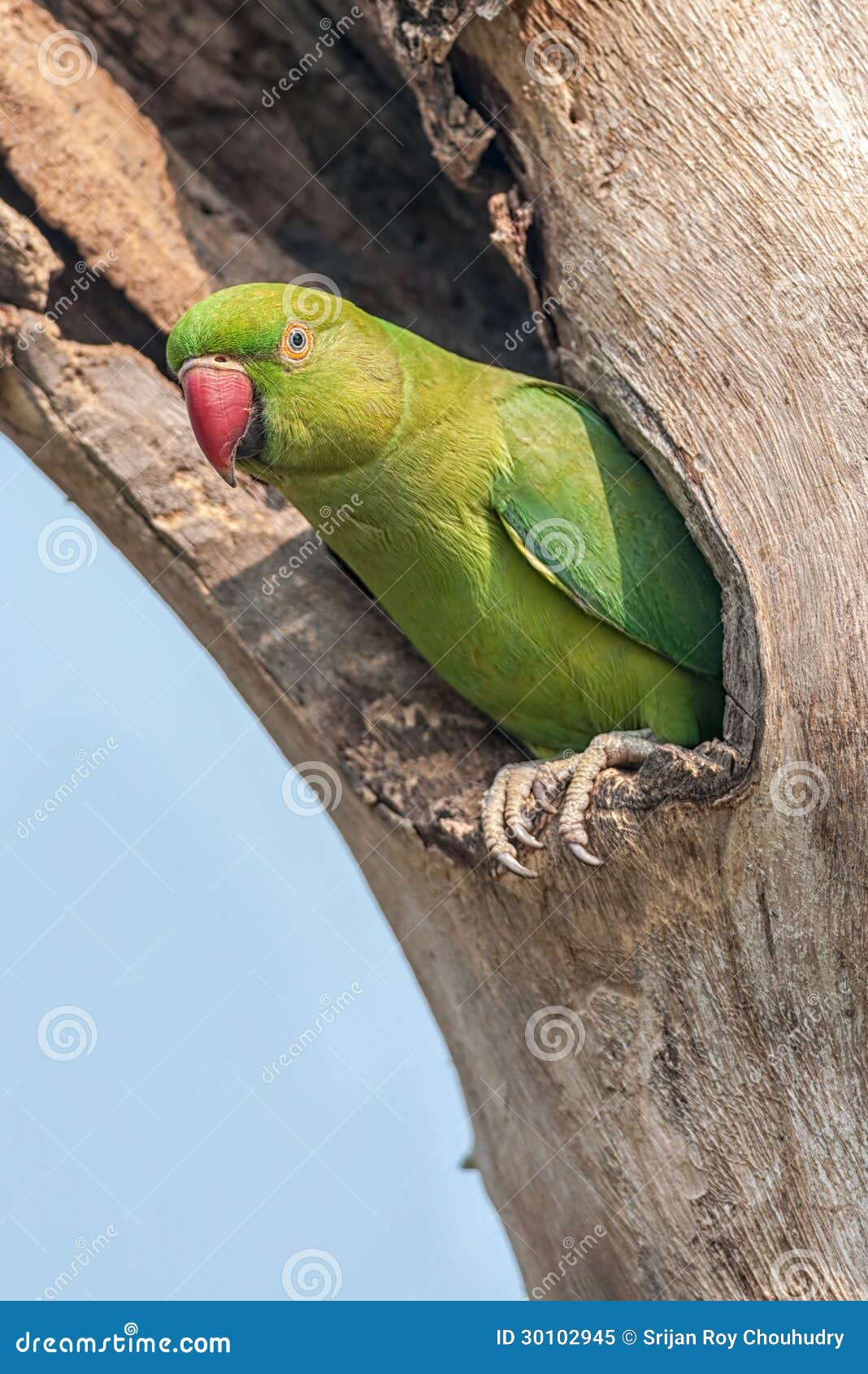 Rose-ringed Parakeet, peeping out from nest, nature, copy space Stock Photo  - Alamy