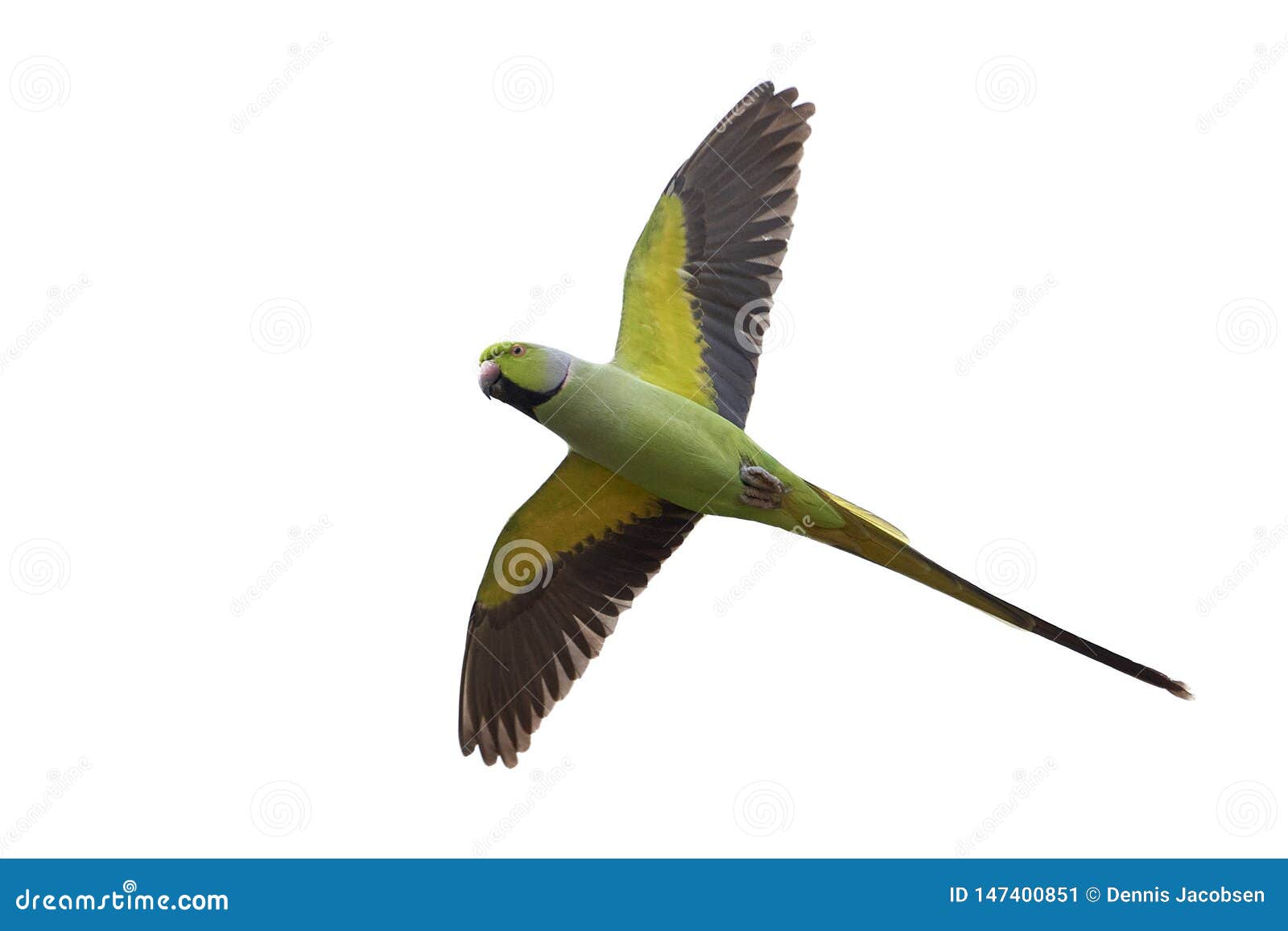 New Invasive Species, Rose-Ringed Parakeets Found on Maui : Maui Now