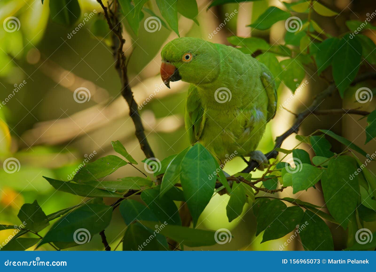 The Rose-ringed Parakeet (Psittacula krameri)