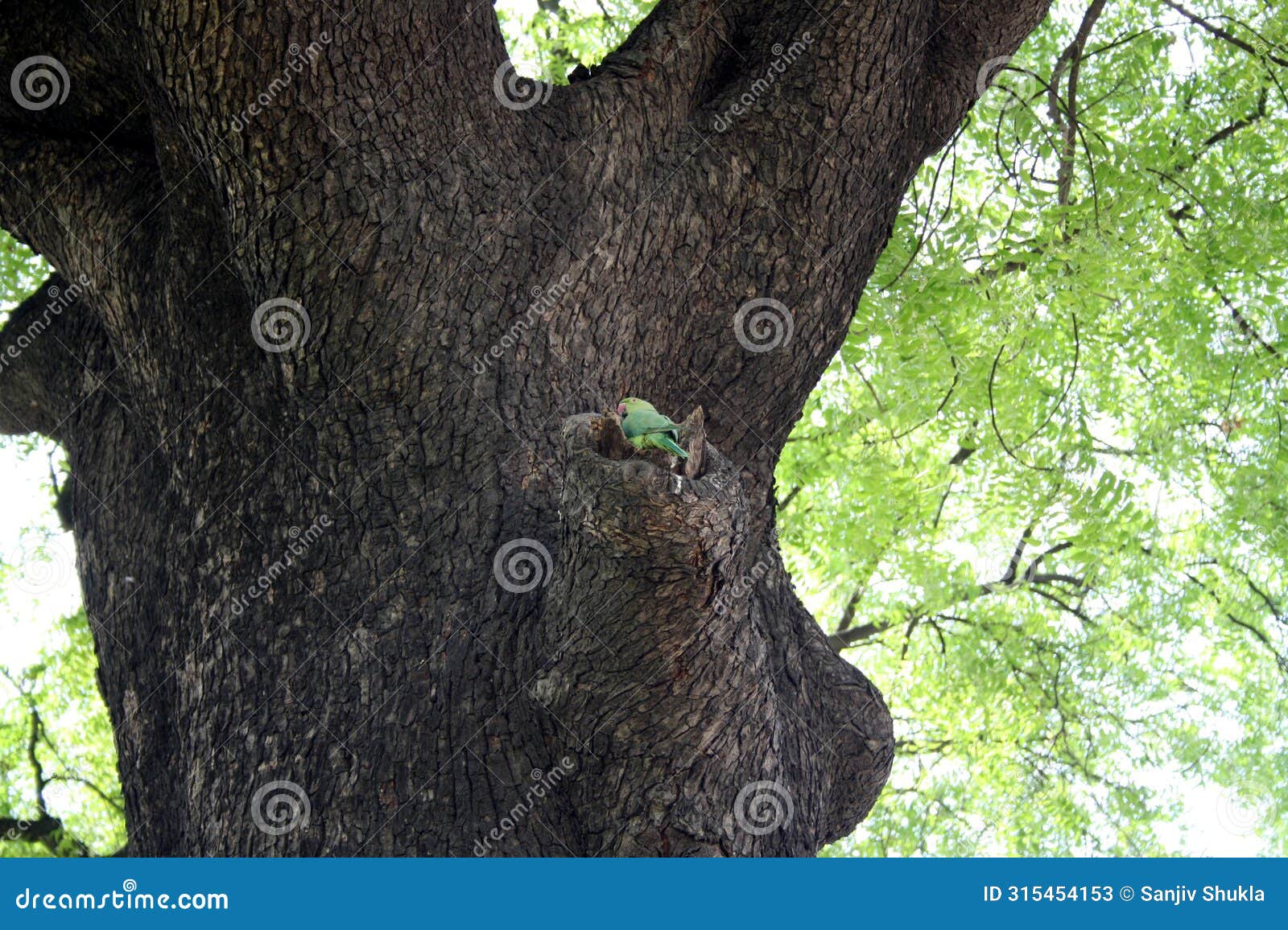 rose-ringed parakeet (psittacula krameri) on a tree hole : (pix sanjiv shukla)