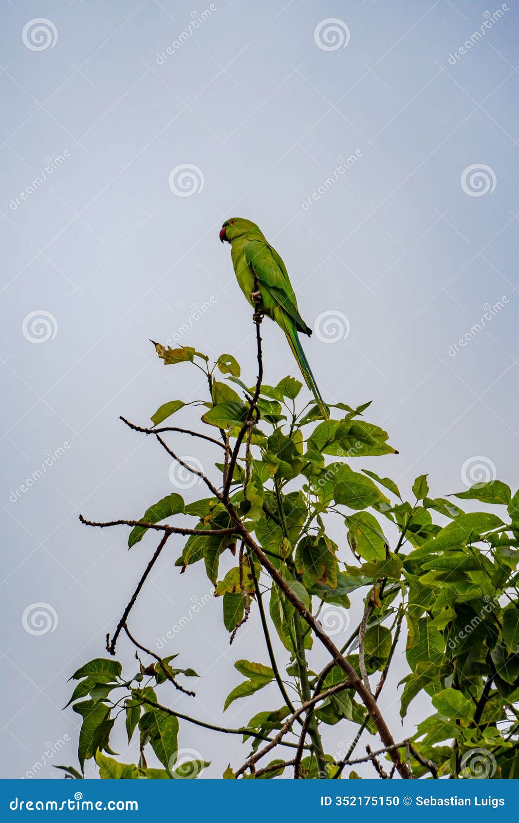 rose-ringed parakeet sitting on a palm frond in gran canaria, spain