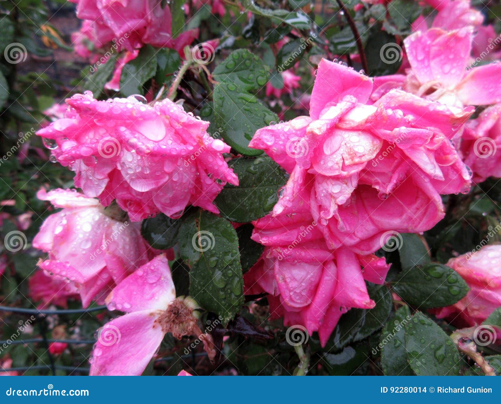 Rose Rosa Bagnate In Una Pioggia Leggera Fotografia Stock Immagine Di Pioggia Petali 92280014