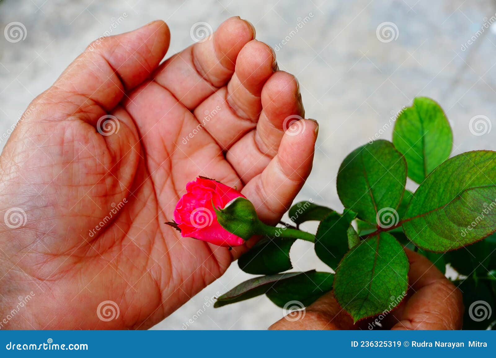 See salt wih with dried flower petals in wooden scoop on pink marble table, Stock image