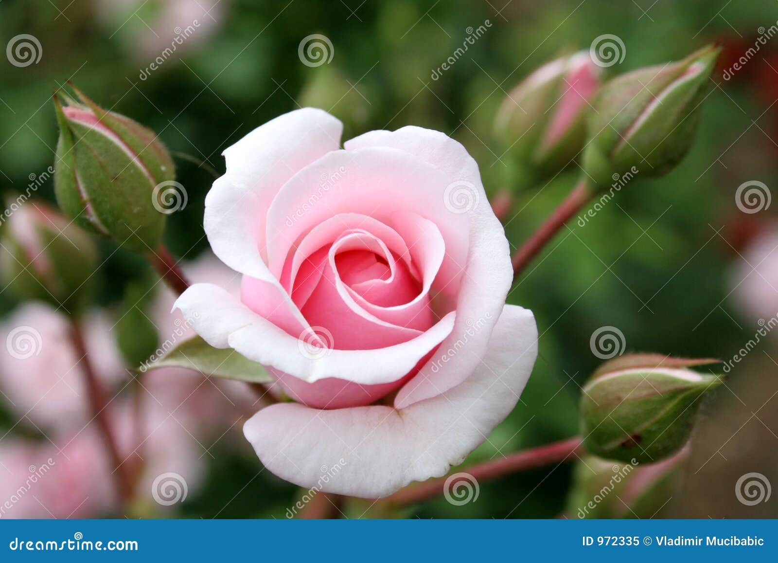 rose with rosebud