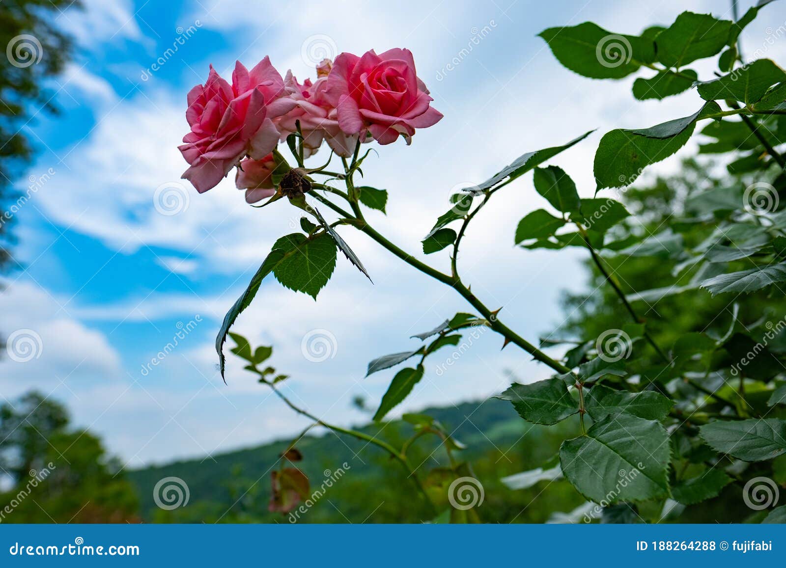 Rose roses stock photo. Image of blooming, background - 188264288