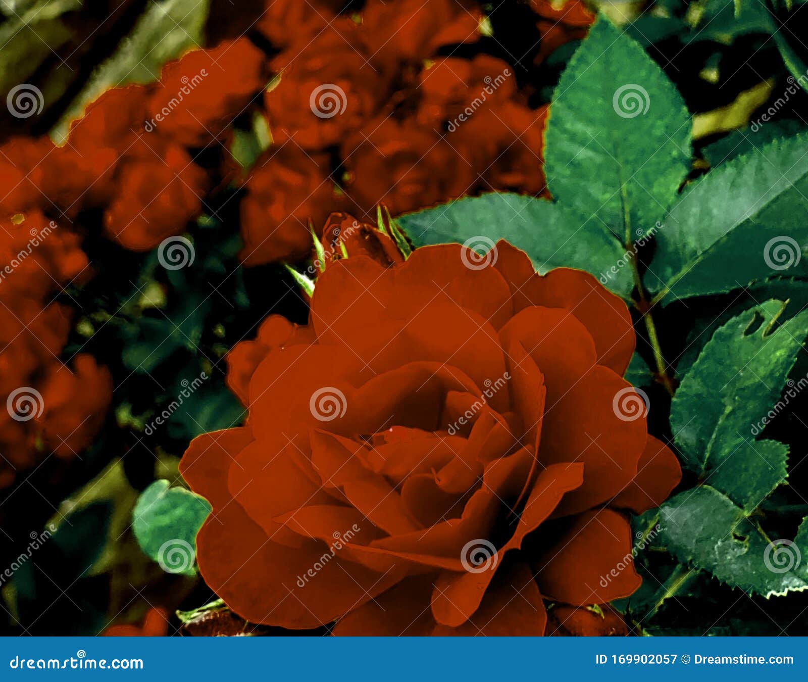 Rose& X27;s are the Reddest Stock Image Image of reddest, beauty