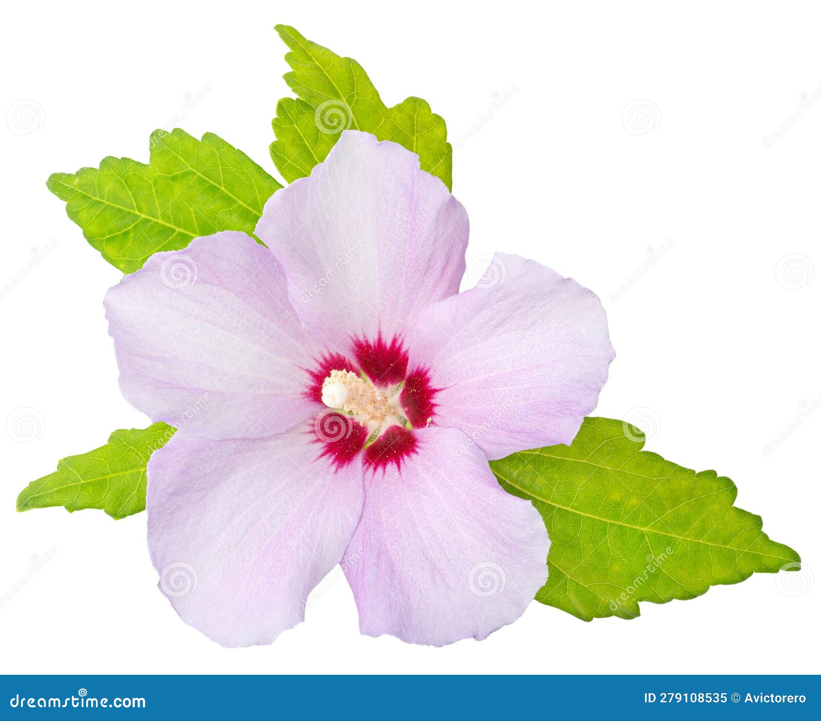 Rose of Sharon Flower Isolated on White Background Stock Image Image