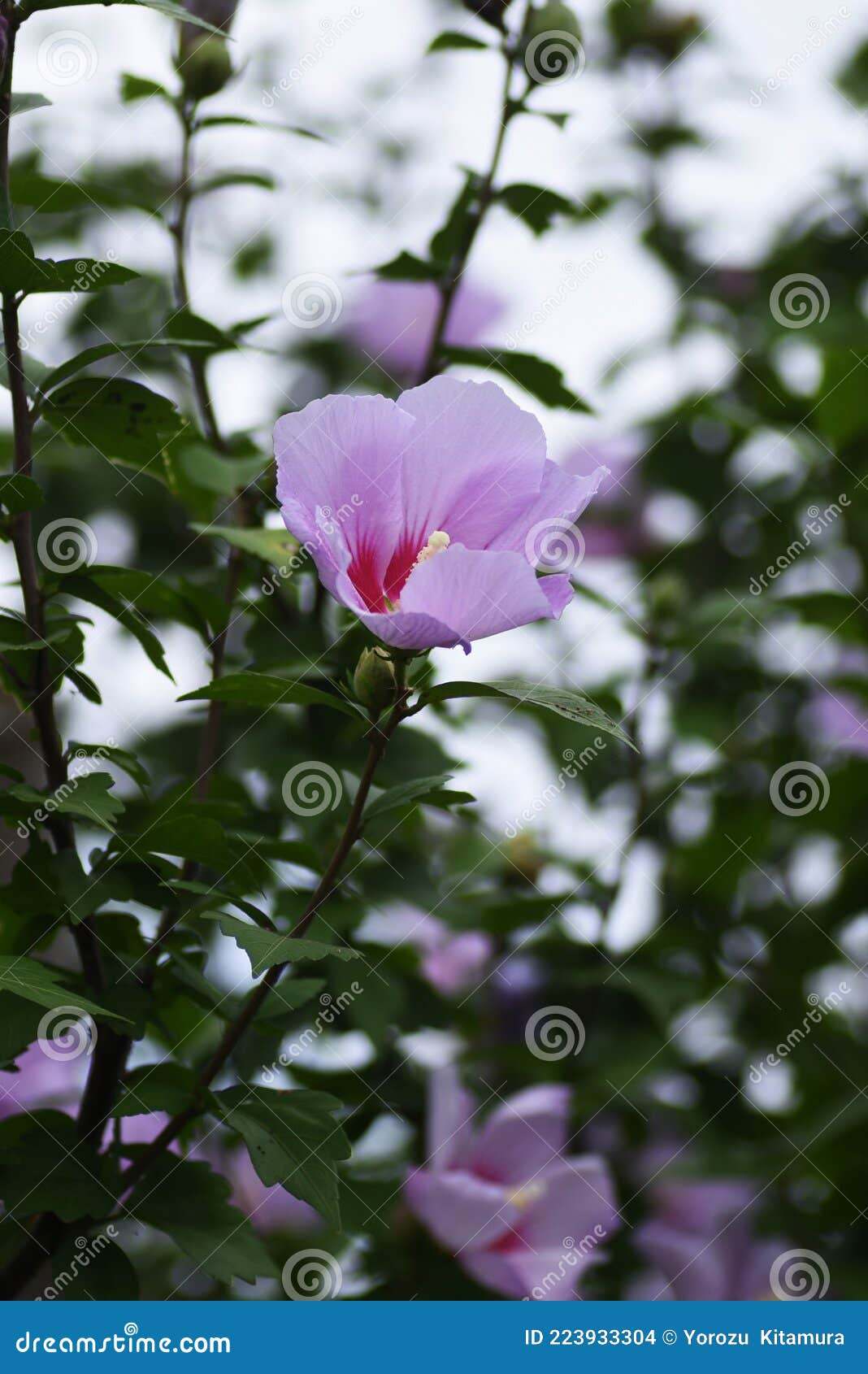 Rose of sharon flowers. stock photo. Image of blossom 223933304