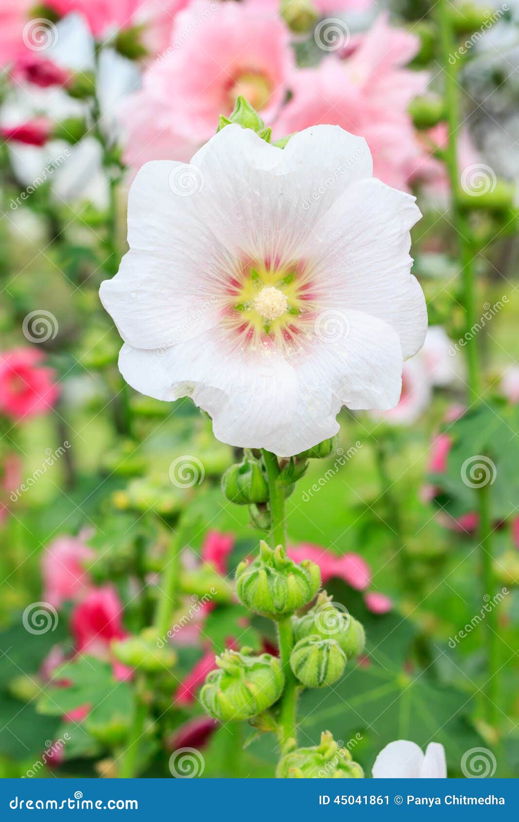 clipart rose of sharon - photo #37