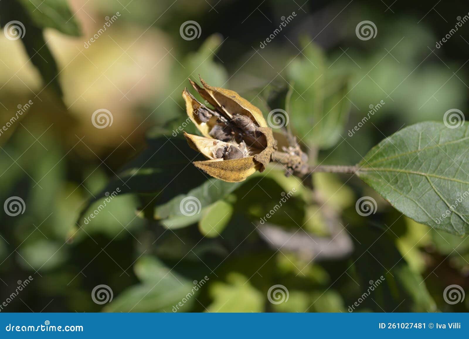 Rose of Sharon stock image. Image of nature, autumn 261027481