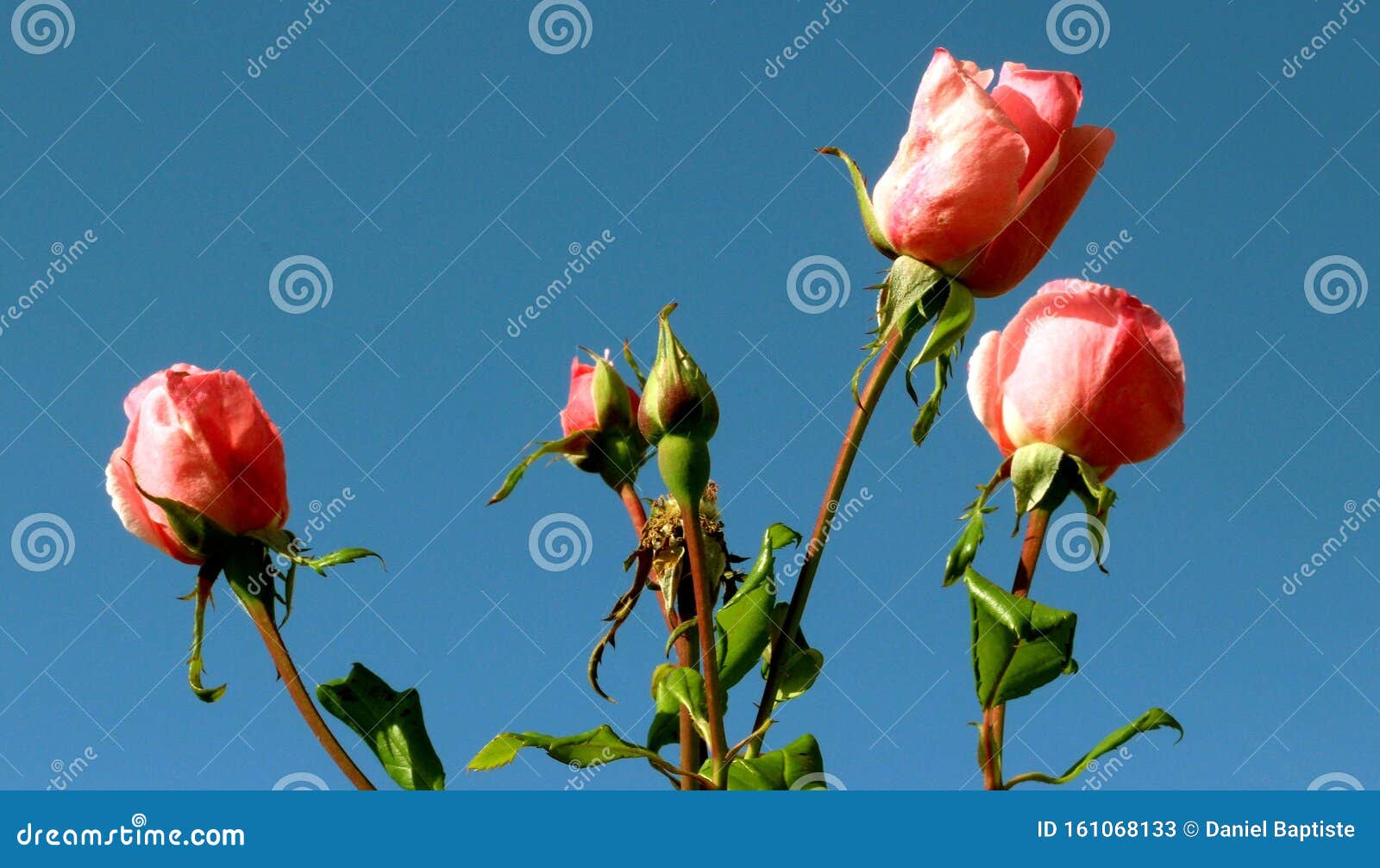 Rose Shrub Thorny Grown for Its Fragrant Flowers, Roses. Stock Image ...