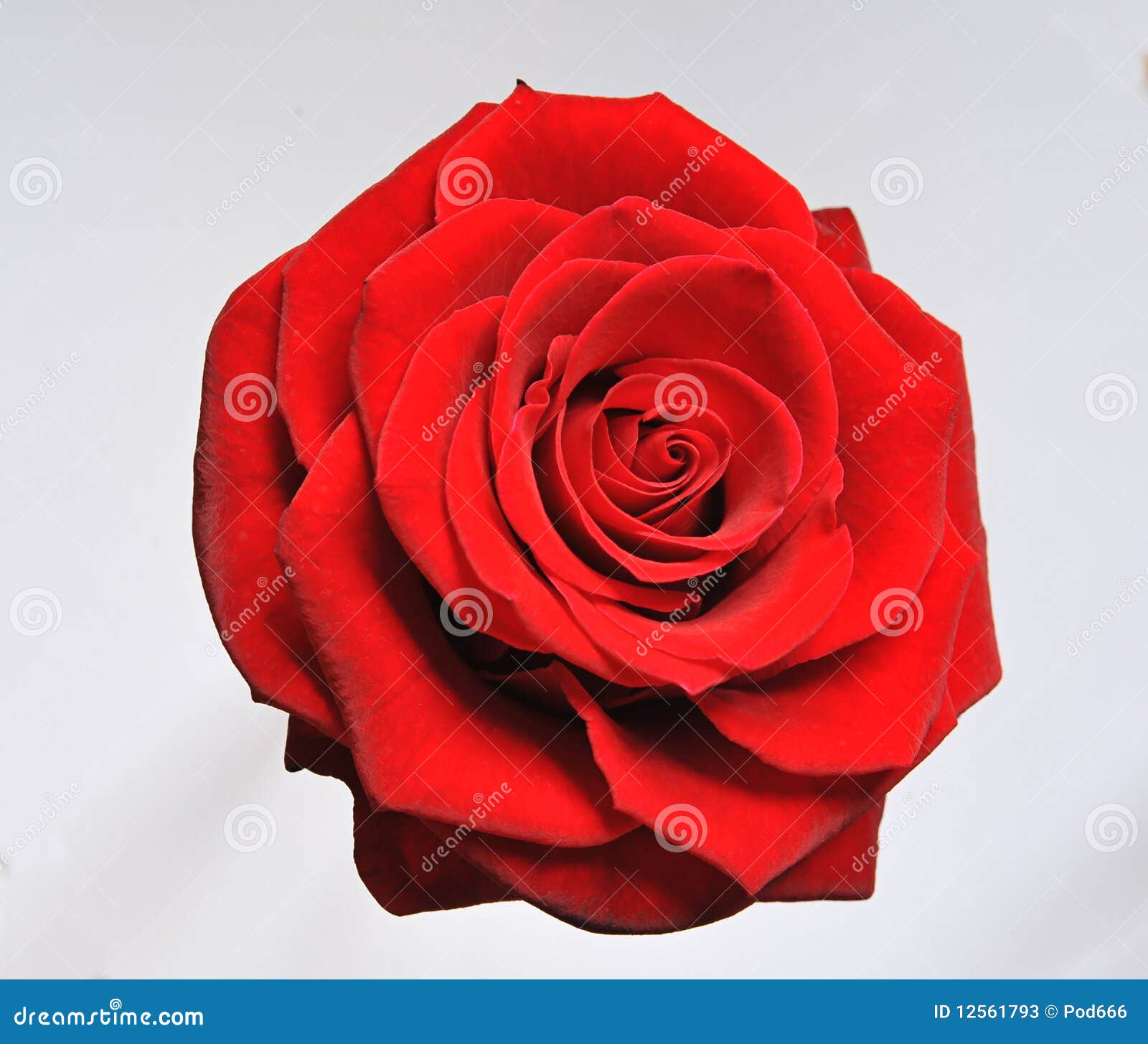 rose single red bloom