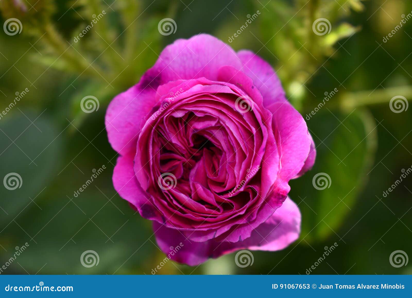 Rose stock image. Image of nature, garden, flower, colours 91067653