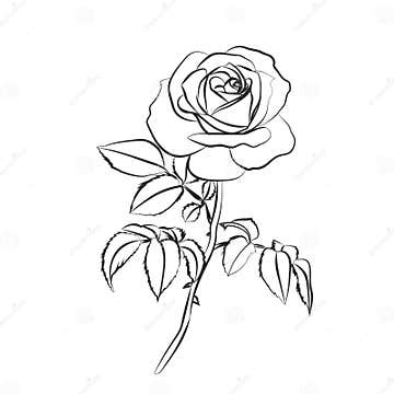 Rose Sketch on White Background. Stock Illustration - Illustration of ...