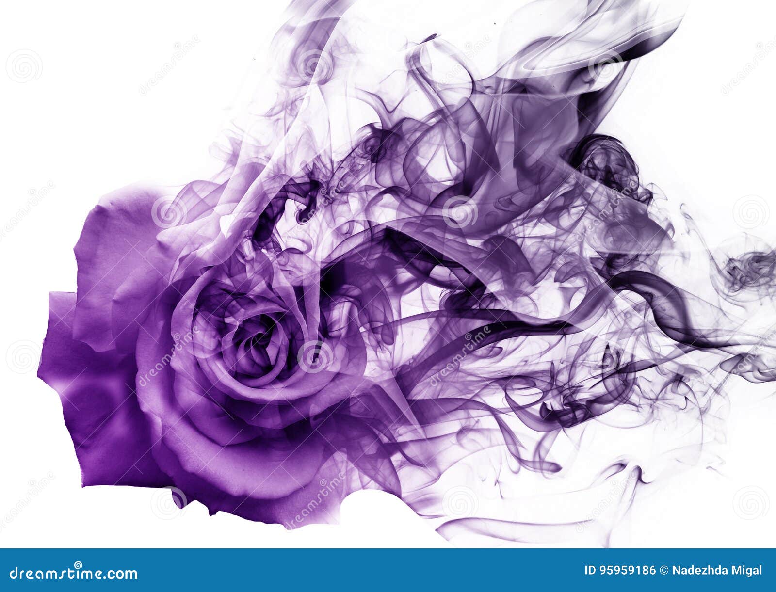 The rose from the smoke stock photo. Image of burning 95959186