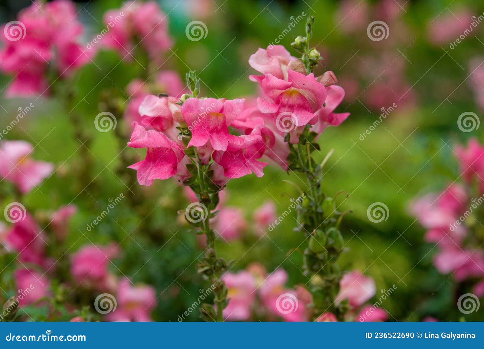 Rose snapdragon stock photo. Image of flower, snapdragons 236522690
