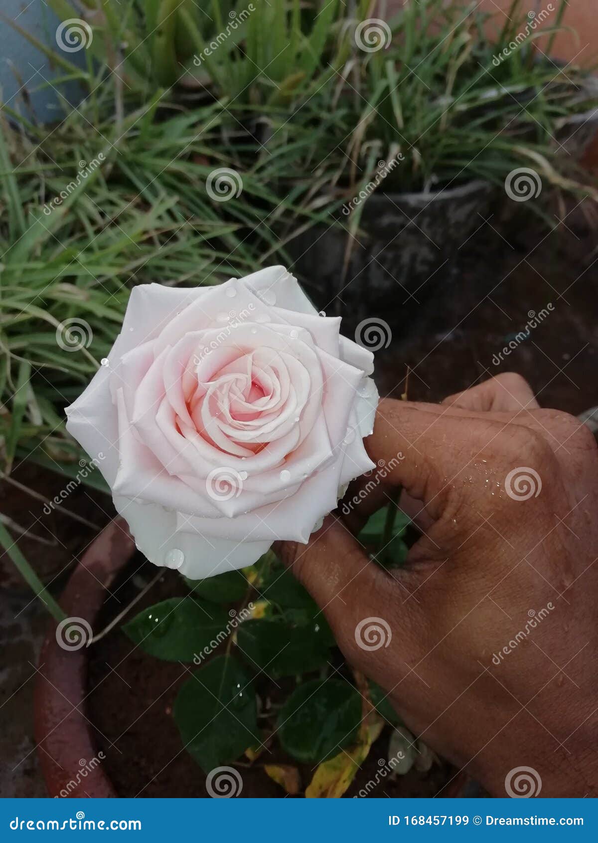 The Rose Speaks Of Love Silently Which Is Known To Heart Only Stock Image Image Of Speaks Heart The Rose Speaks Of Love Silently Which Is Known To Heart Only Stock Image Image Of Speaks Heart