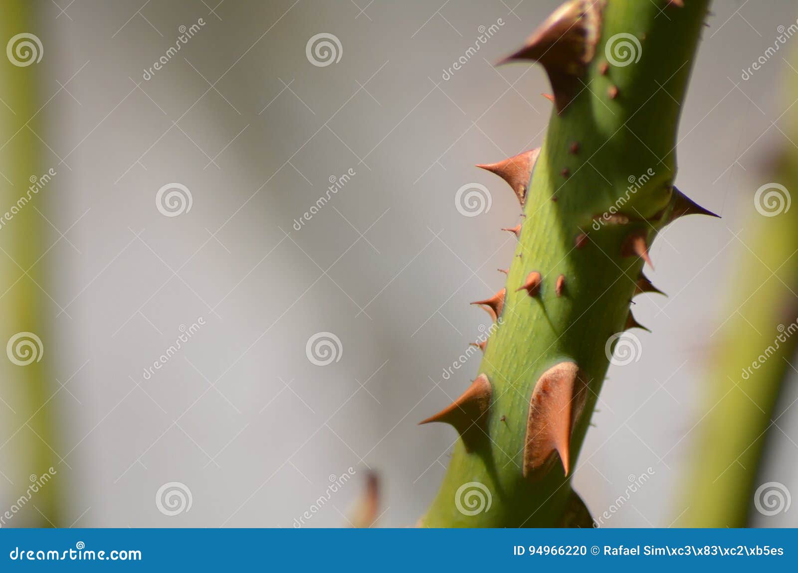 Rose spikes stock photo. Image of spikes, surface, steel 94966220
