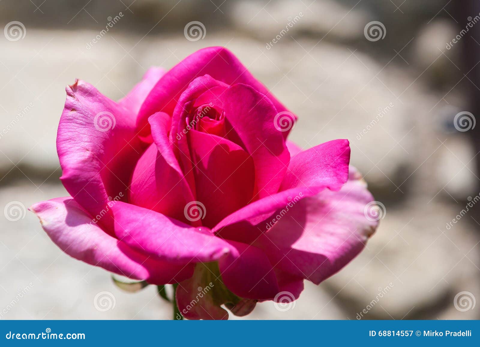 Rose in spring stock image. Image of flower, spring, nature - 68814557