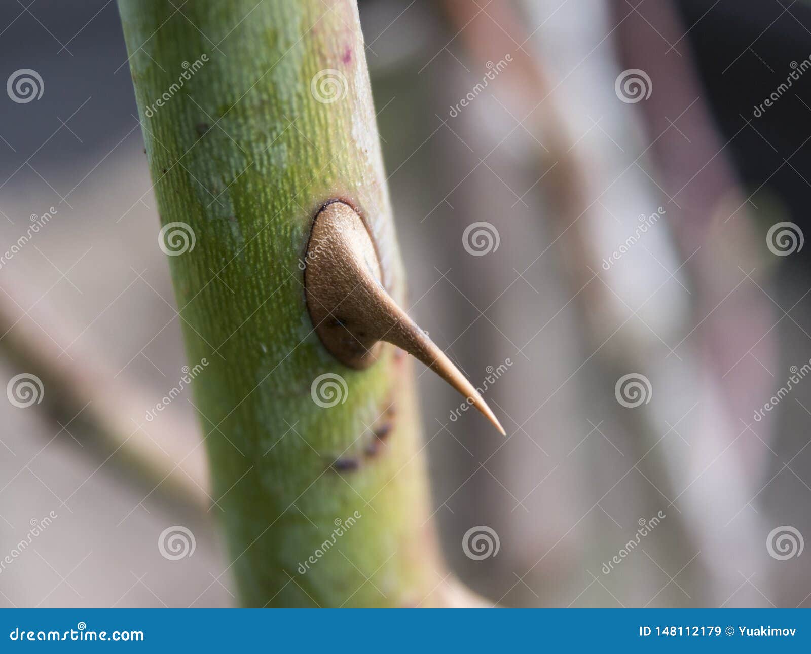 Rose Stem with Single Prickles Side View Stock Image Image of flower