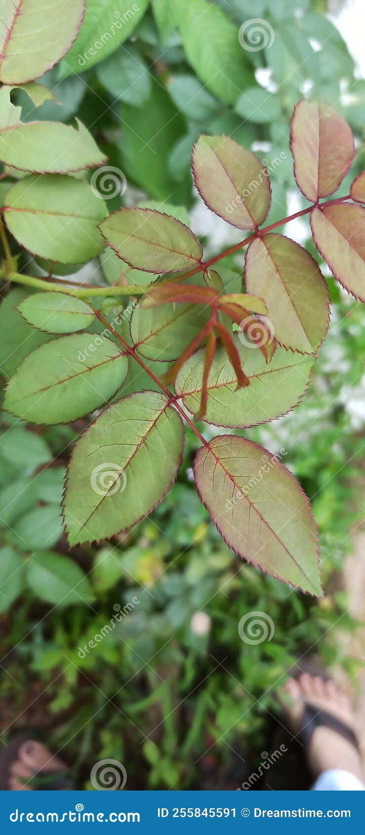 Rose stems in garden stock image. Image of stems, nature 255845591