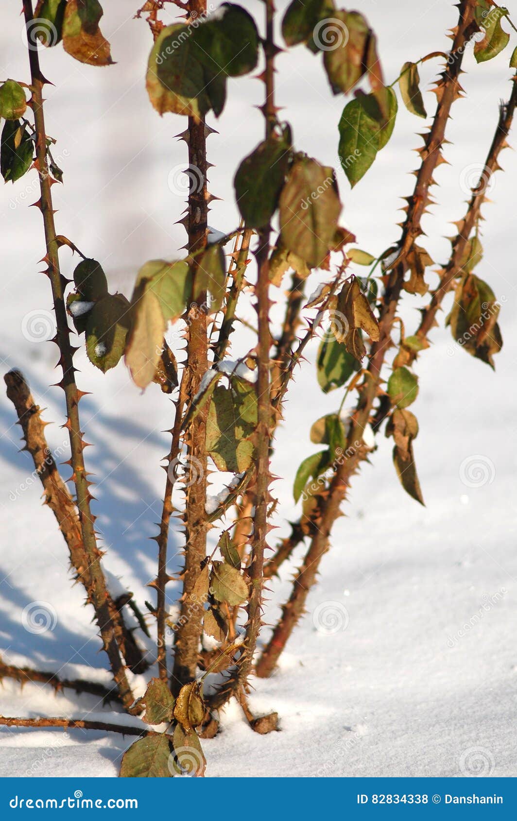 Rose Stems in the Winter Time on the White Snowy Background Stock Photo