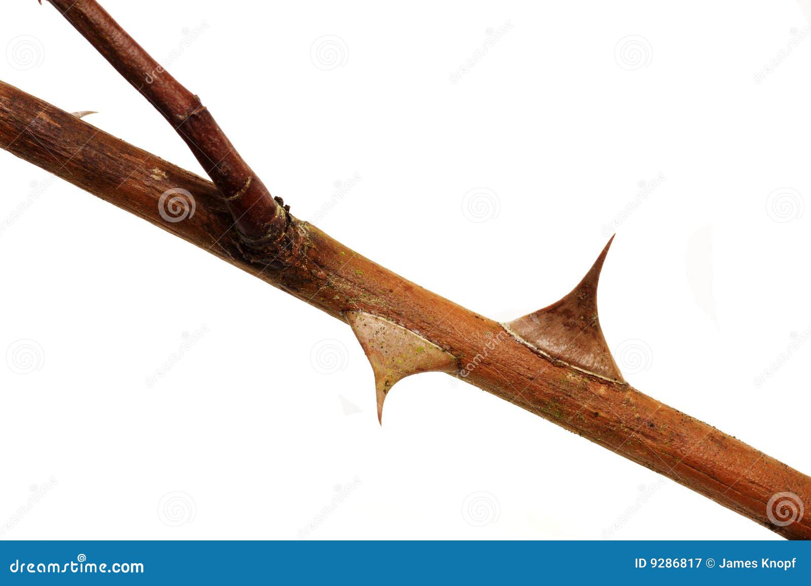 Rose Thorn stock image. Image of protected, pointed, briars 9286817