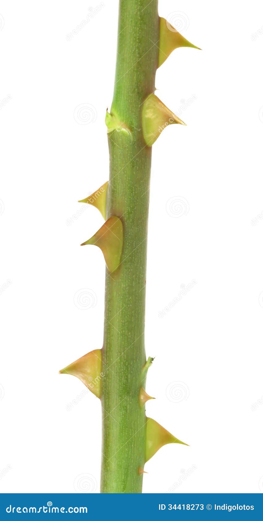 Rose And Thorn Clipart