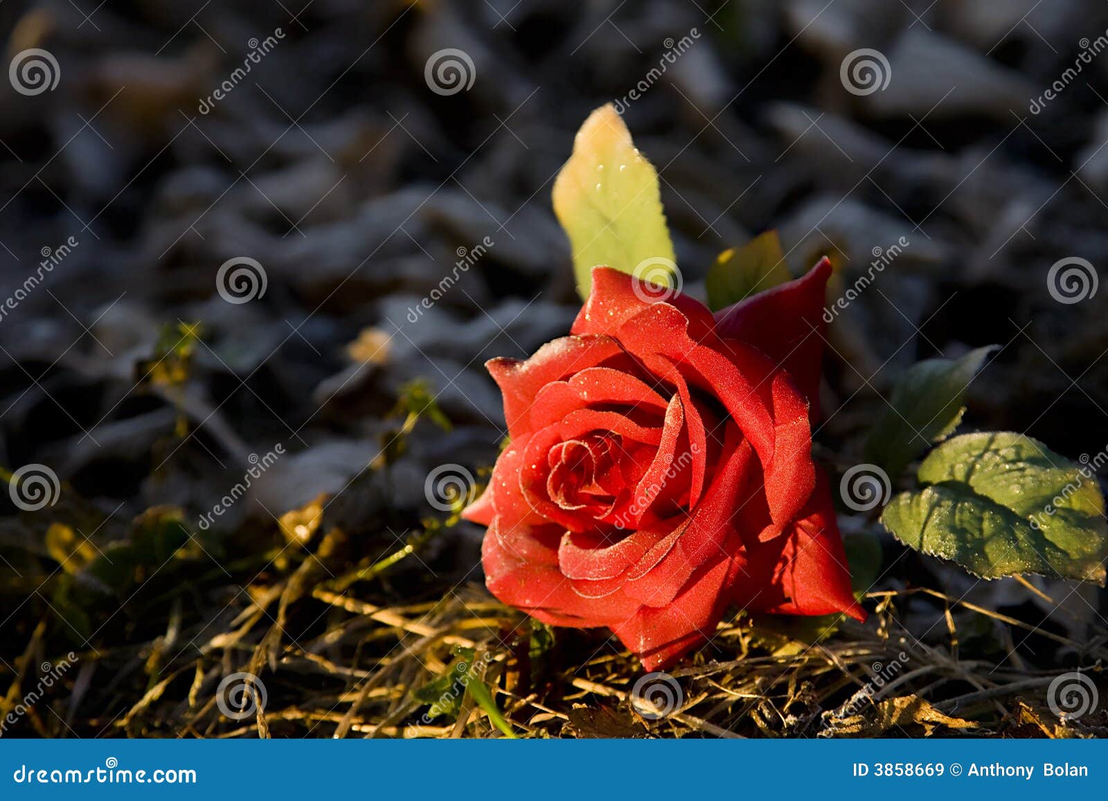 Rose among thorns stock image. Image of frozen, rose, warmed 3858669