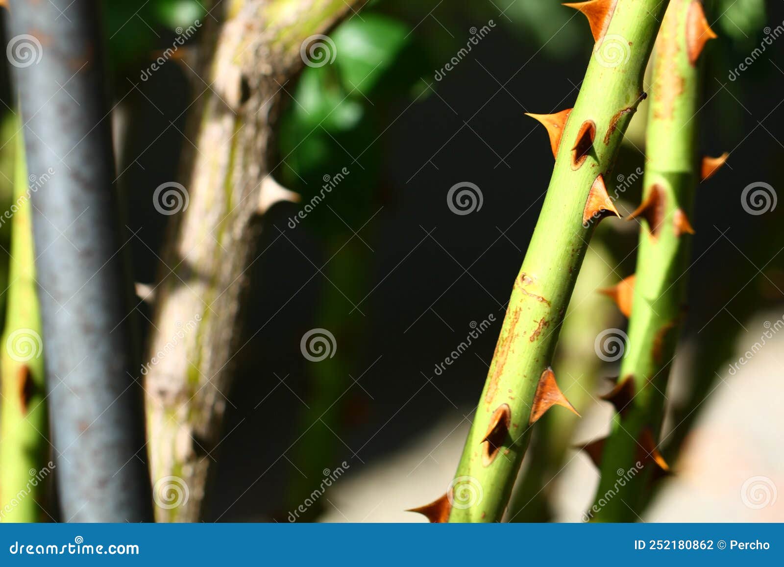 Rose thorns on a bush stock photo. Image of people, autumn 252180862