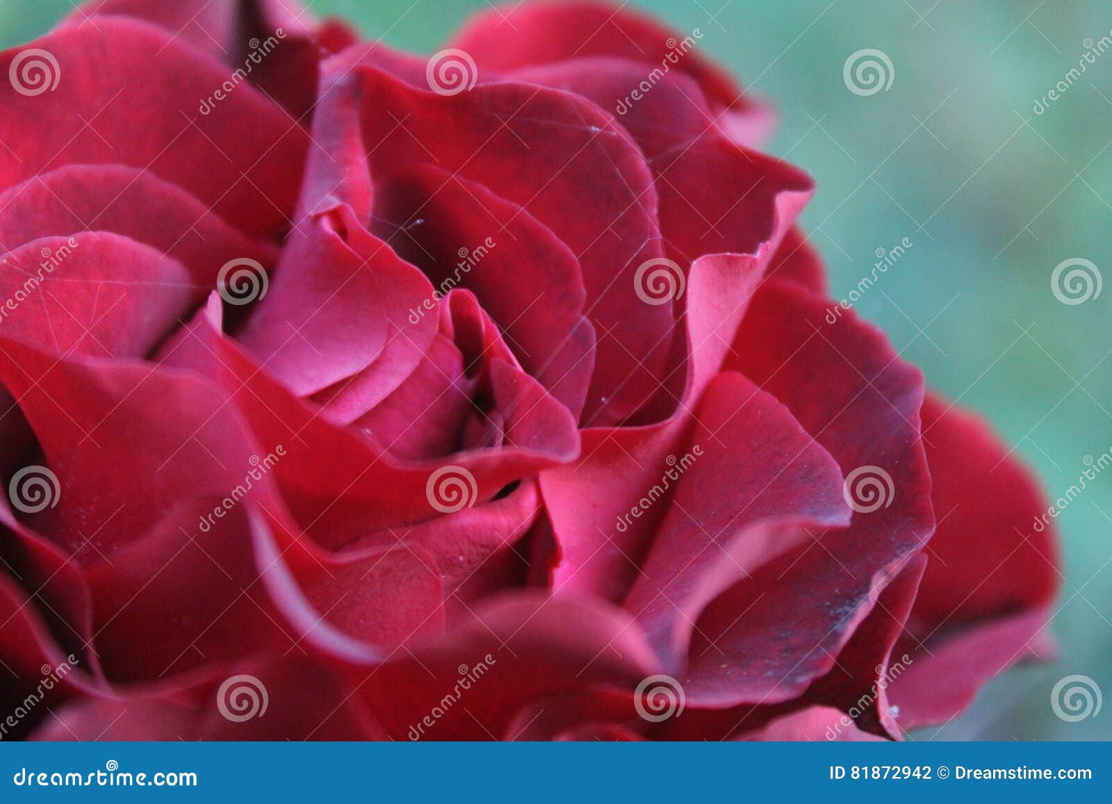 Rose among Thorns stock photo. Image of contrast, rose 81872942