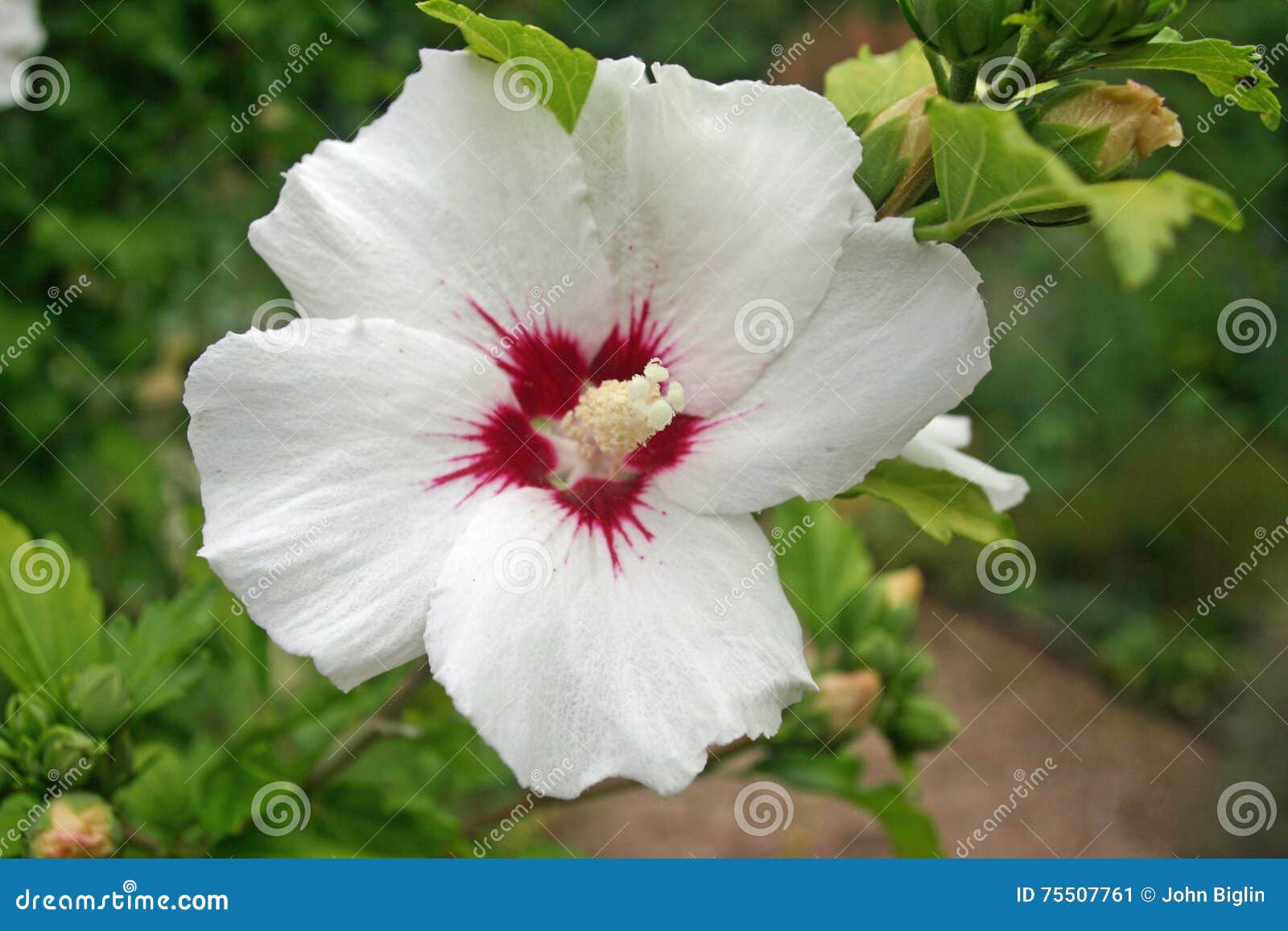 Rose trémière blanche image stock. Image du blanc, fleur - 75507761