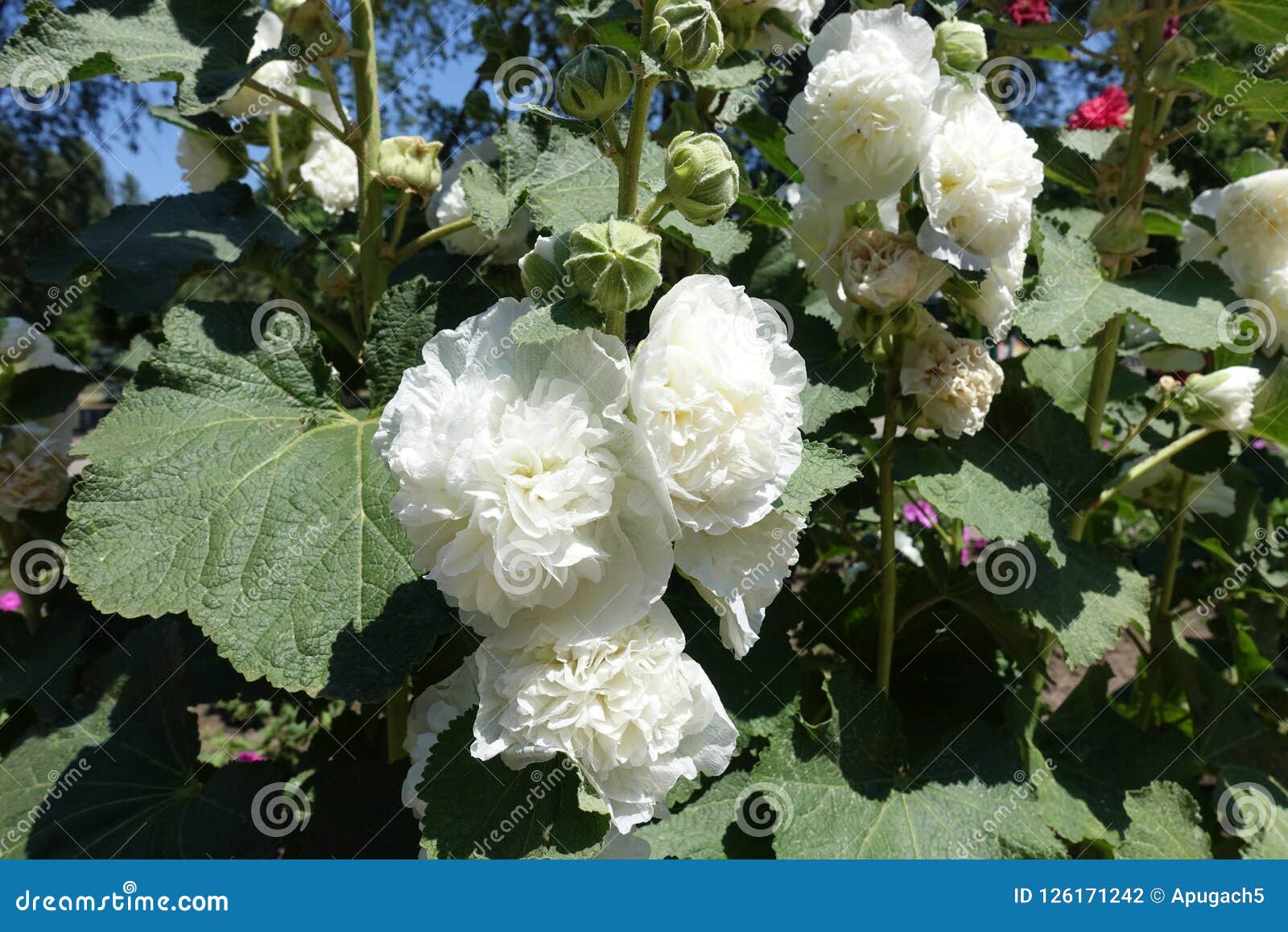 Rose Trémière Commune Double-fleurie Blanche En Pleine Floraison Photo  stock - Image du nature, stationnement: 126171242