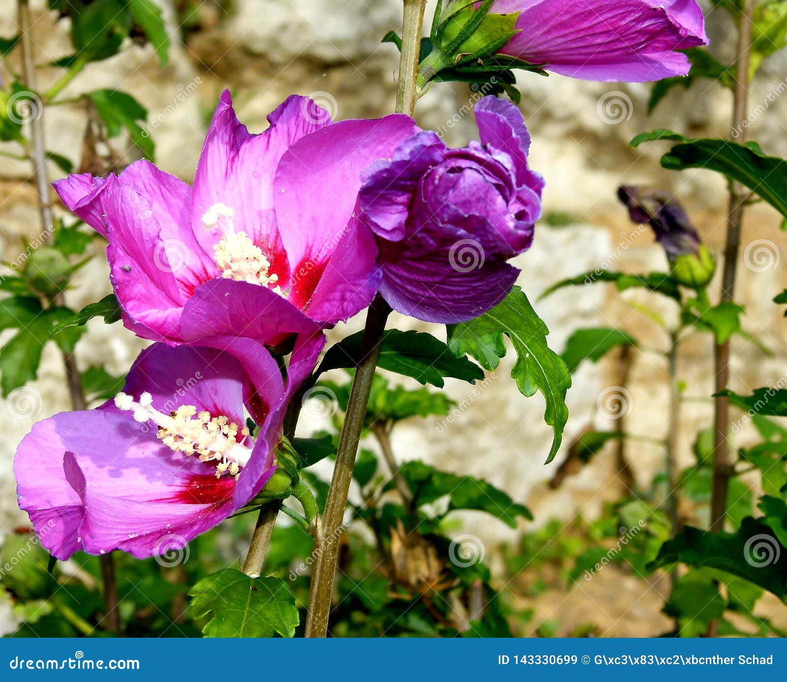 Rose Trémière Sauvage De Floraison Violette Devant Un Mur Jaune De Vignoble  Image stock - Image du stationnement, populaire: 143330699