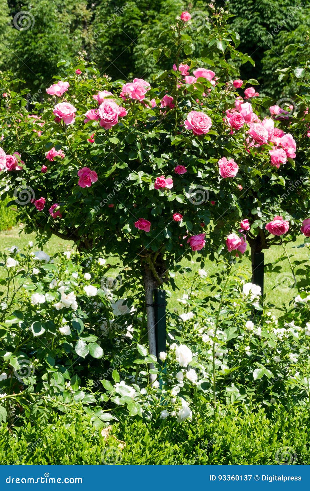 Beautiful Rose Tree Fabulous Collection | webradar.me