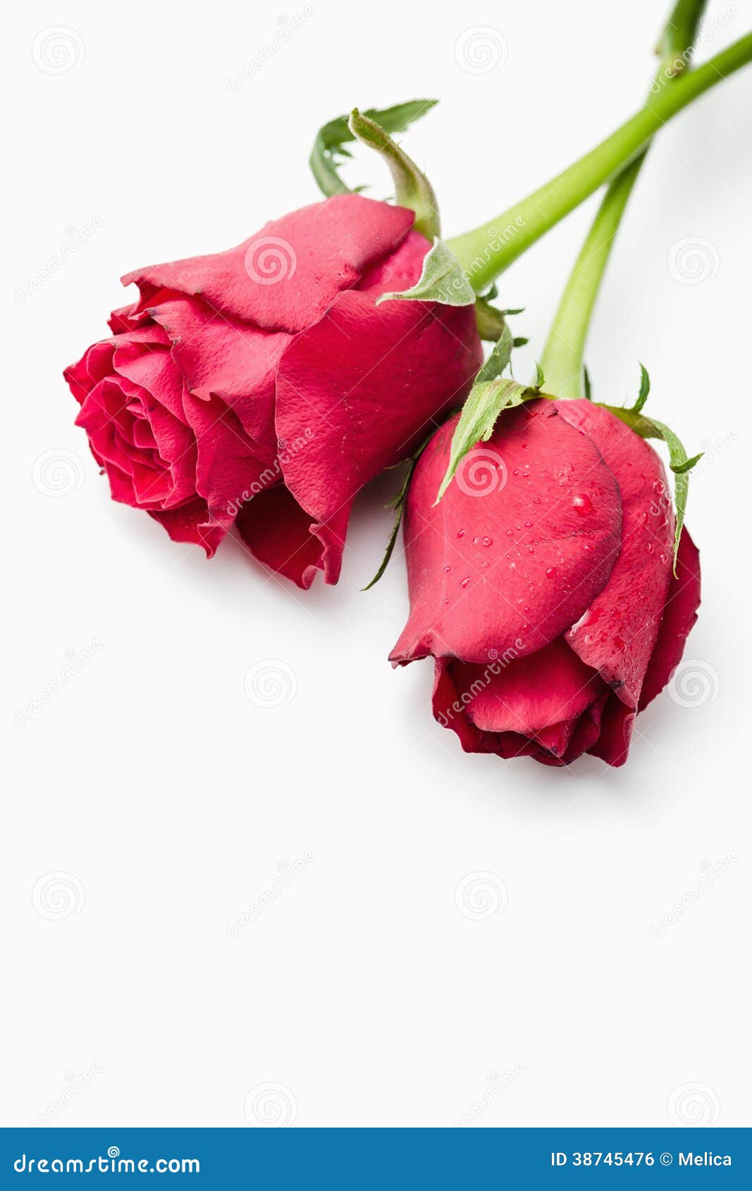 Rose stock photo. Image of anniversary, holiday, color - 38745476